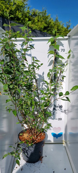 Jaśminowiec Dame Blanche Biały DUŻY 60-70 cm sadzonka w pojemniku C3