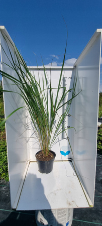 Karl Foerster - Trzcinnik ostrokwiatowy. Trawa ozdobna. Duża sadzonka 60cm.