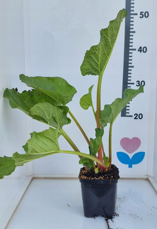 Rabarbar Victoria Doniczka P9 Mrozoodporny, słodki. Ładna sadzonka