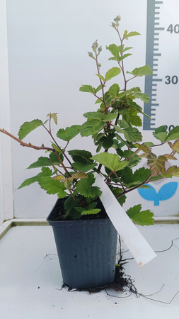 Jeżyna "Tornfree" bezkolcowa sadzonka Obficie owocująca doniczka P9