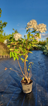 Hortensja Phantom ! Największe kwiaty ! 4 Letnia sadzonka, wysokość 100cm