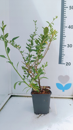 Jagoda Goji - Kolcowój - Zdrowe owoce Owocująca doniczka P9 Odmiana New big