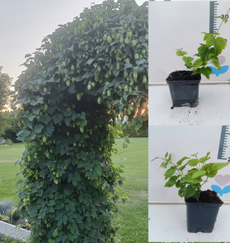 Chmiel na żywopłot Humulus Lupulus Szybko rosnący doniczka P9