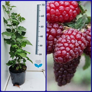 Malinojeżyna Buckingham Tayberry | Owocujący duży krzew 60 cm | Doniczka C2