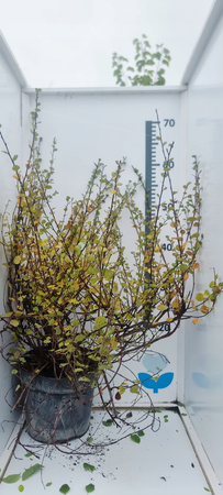 Betula Nana Brzoza karłowata . Odporna na wszystko, na niski szpaler