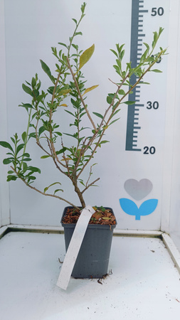 Jagoda Goji - Kolcowój - Zdrowe owoce Owocująca doniczka P9 Odmiana New big