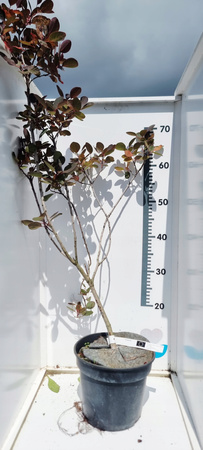 Perukowiec podolski Royal Purple Sprawdzona odmiana doniczka c3 70cm 4lata