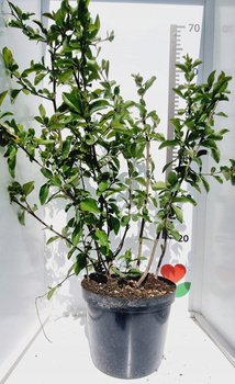 Pigwowiec Japoński Sadzonka doniczka C2 Żółte Polska cytryna