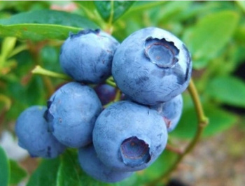 Borówka Amerykańska DUKE Duża 3-letnia sadzonka Samopylna Dorodny owoc