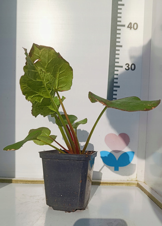 Rabarbar Victoria Doniczka P9 Mrozoodporny, słodki. Ładna sadzonka