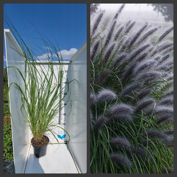 Rozplenica japońska Black Beauty doniczka C2-80cm Trawa ozdobna. Duża !