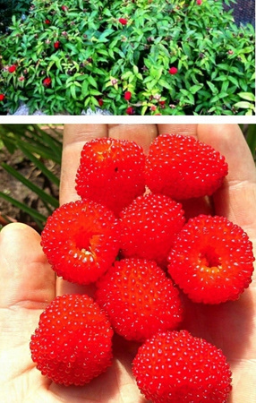 Malina ponętna, Malinotruskawka Pyszne owoce Łatwa w uprawie doniczka P9