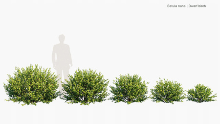 Betula Nana Brzoza karłowata . Odporna na wszystko, na niski szpaler