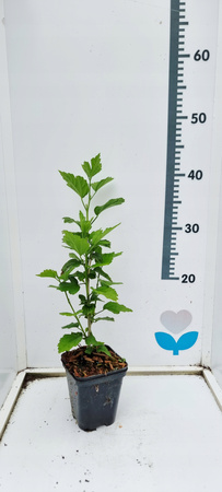 Hibiskus Woodbridge - Ketmia syryjska. Różowe kwiaty , Piękny