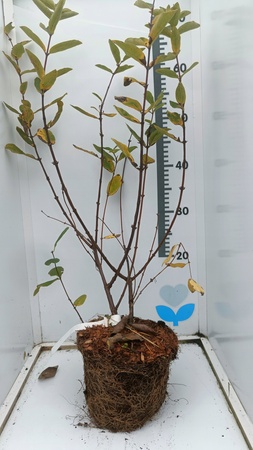 Jagoda kamczacka sadzonka 2 szt Wojtek i Zojka C2 4-letnia Duża