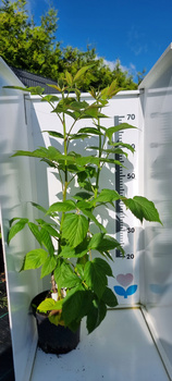 Malina Czerwona NORNA Średnio Duża Sadzonka C2! XL