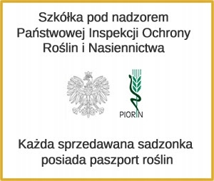 Ligustr piękna sadzonka 60cm Doniczka C2
