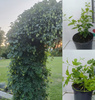 Chmiel zwyczajny na żywopłot Humulus Lupulus Szybko rosnący Doniczka 2 L