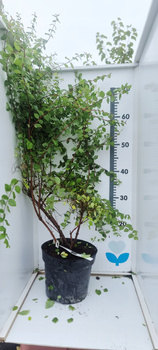 Śnieguliczka Hancock Ogromna 5 letnia sadzonka. Odporna roślina okrywowa