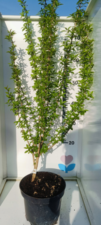 Ligustr piękna sadzonka 60cm Doniczka C2