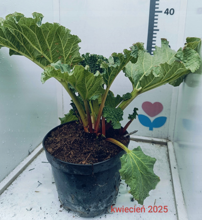 Ogromny Rabarbar Lider Doniczka C2 Idealny do ciast, sadzonka 2-letnia