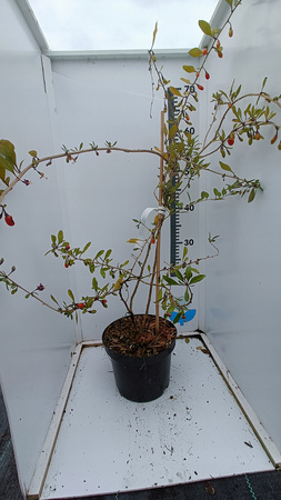 Jagoda Goji - Kolcowój. Owocująca doniczka C2 Ogromna sadzonka 100cm