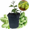 Chmiel Cascade odmiana z USA Cytrusowy Aromat Doniczka P9