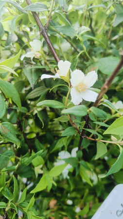 Jaśminowiec Dame Blanche Biały DUŻY 60-70 cm sadzonka w pojemniku C3