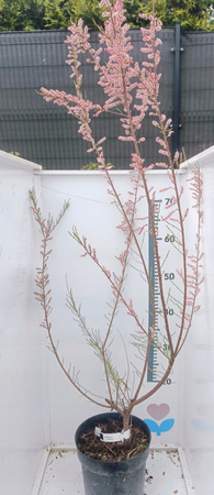 Tamaryszek Piękny różowe kwiaty !100cm Duża sadzonka XXL C3. Oryginalny !