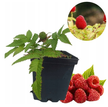 Malina ponętna, Malinotruskawka Pyszne owoce Łatwa w uprawie doniczka P9