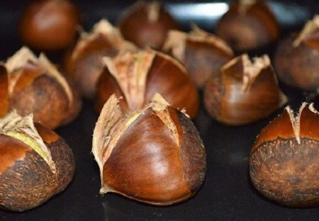 Kasztan jadalny Ładna Sadzonka Jadalne Kasztany