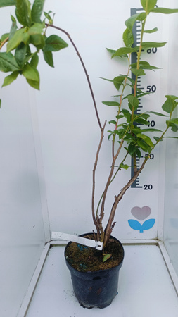 Borówka Amerykańska DUKE Duża 3-letnia sadzonka Samopylna Dorodny owoc