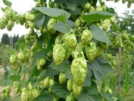 Chmiel Lubelski Szybko rosnący Doniczka 2 Litry Aromatyczny