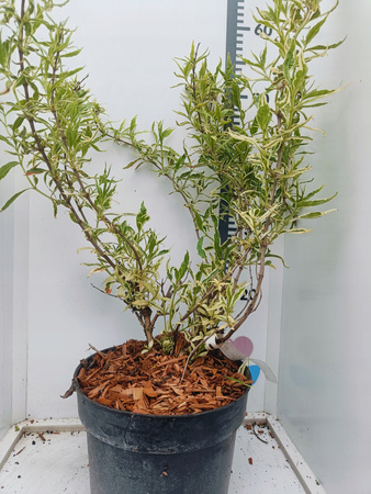 Zadrzewnia COOL SPLASH Niewysoki krzew. Idealna na balkon, taras ! C3