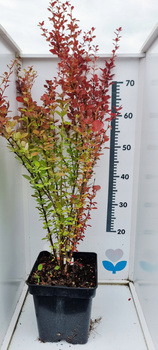 Berberys Thunbergi Kolumnowy dwu kolorowy.Bardzo duża sadzonka doniczka c4