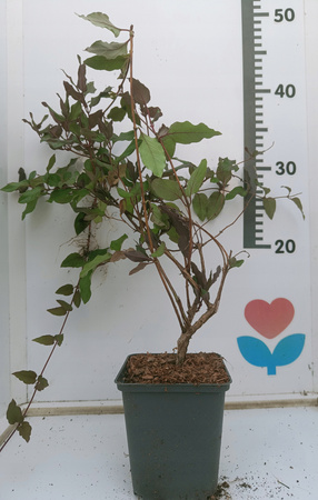 Wiciokrzew Japoński Purpurea doniczka P9 półzimozielony Purpurowe Liście