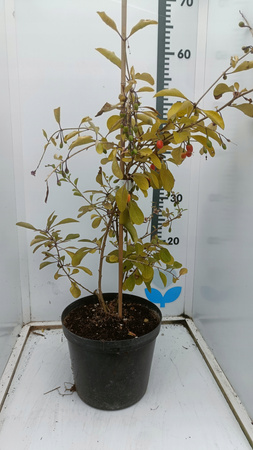 Jagoda Goji - Kolcowój. Owocująca doniczka C2