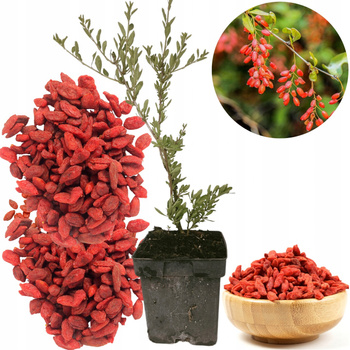 Jagoda Goji - Kolcowój - Zdrowe owoce Owocująca doniczka P9 Odmiana New big