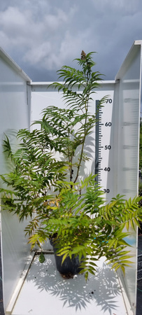 Tawlina jarzębolistna, Sorbaria– Piękne kwiaty, ogromna sadzonka 100cm