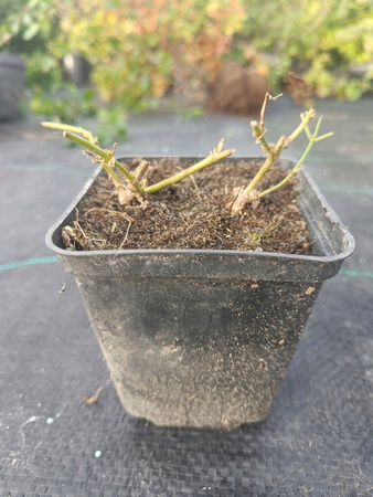 Chmiel Cascade odmiana z USA Cytrusowy Aromat Doniczka P9