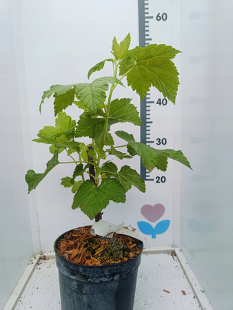 Porzeczka Rovada Duża roślina Sadzonka doniczka C2 Owoce Lipiec/Sierpień