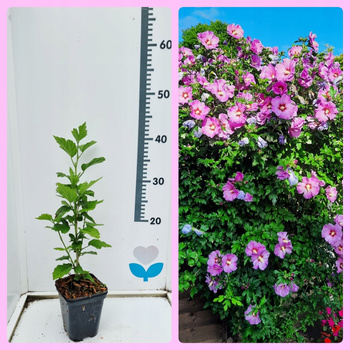 Hibiskus Woodbridge - Ketmia syryjska. Różowe kwiaty , Piękny