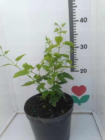 Chmiel zwyczajny na żywopłot Humulus Lupulus Szybko rosnący Doniczka 2 L