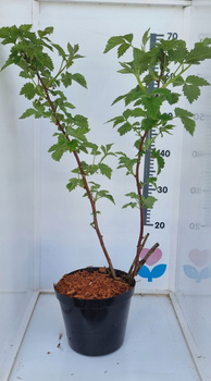 Porzeczka Rovada Duża roślina Sadzonka doniczka C2 Owoce Lipiec/Sierpień