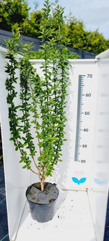 Ligustr piękna sadzonka 60cm Doniczka C2