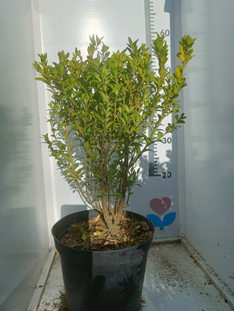 Bukszpan w doniczce C3 Duża sadzonka Zimozielony