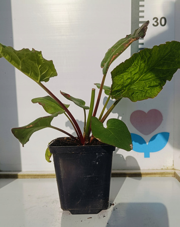 Rabarbar Victoria Doniczka P9 Mrozoodporny, słodki. Ładna sadzonka