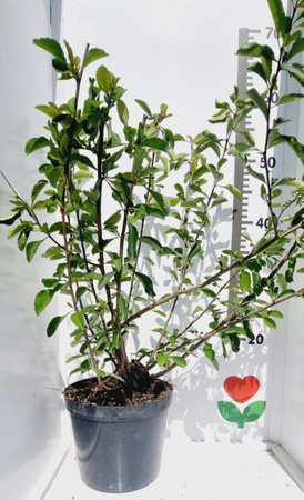 Pigwowiec Japoński. Sadzonka doniczka C2 Żółte Polska cytryna