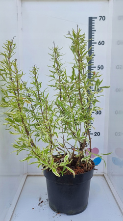 Zadrzewnia COOL SPLASH Niewysoki krzew. Idealna na balkon, taras ! C3