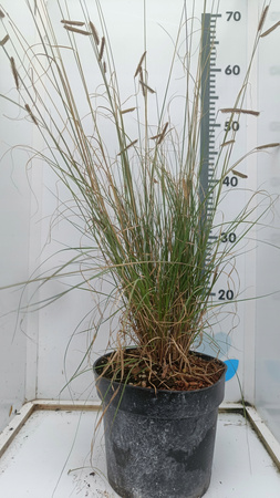 Bouteloua gracilis – Palczatka smukła trawa preriowa , sucholubna .